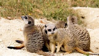 WILDLIFE 1