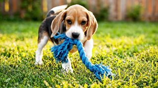 Adorable Puppies Playing and Having Fun