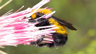 BEE WORKING