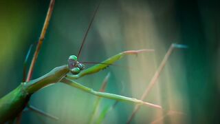 WILD LIFE 333