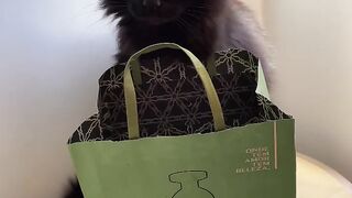 Feline Fashion Show
