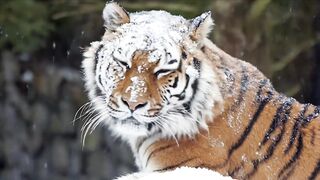 TIGER 16782