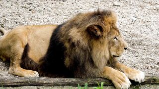 LION 1666