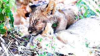 WILD LIFE 55533