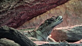 WILDLIFE 1445