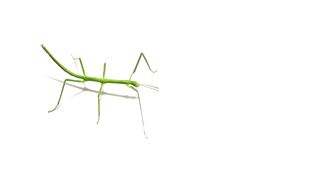 BUG LIFE