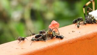 ANTS ANT WORK 1