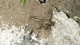 ANTS ANT WORK 2
