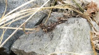 ANTS ANT WORK 3