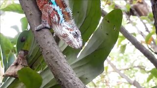 CHAMELEON 2