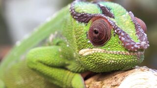 CHAMELEON 3