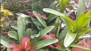 Meu pequeno paraíso