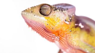 CHAMELEON 112345