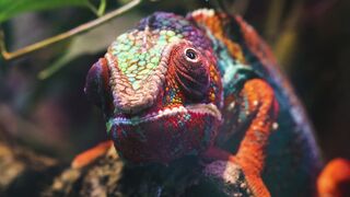 CHAMELEON 1111