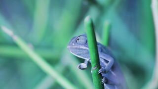 CHAMELEON 166