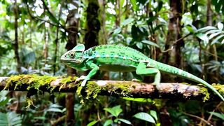 CHAMELEON 1008