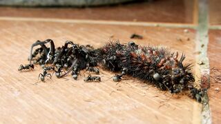 ANTS ANT WORK 6