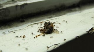 ANTS ANT WORK 7