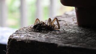 ANTS ANT WORK 10