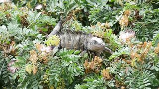 IGUANA 1111