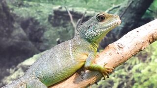 LIZARD 111