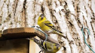 BIRDS 4