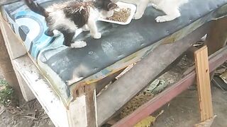 KASIH MAKAN 🐱