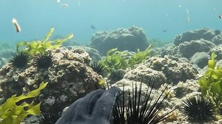fish hidden