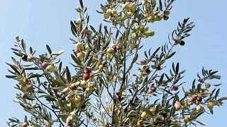 Stop Buying Fake Olive Oil 🫒 (How to Spot Real Quality)