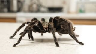 Killer tarantula - Tarántula asesina