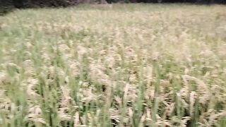 Sawah 6
