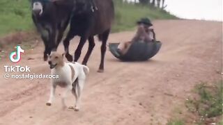 como e simples a vida na roça