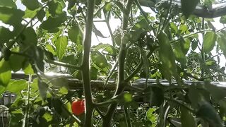 A chili plant seedling has been planted on the balcony.
