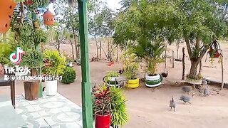 lindo sítio