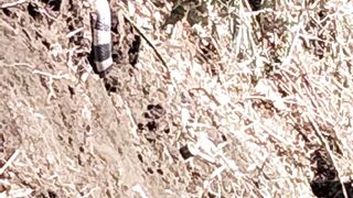 banded krait. 🐍