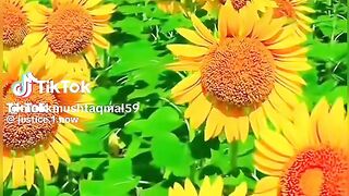 Tik Tok Video 97