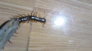 សត្វក្អែម