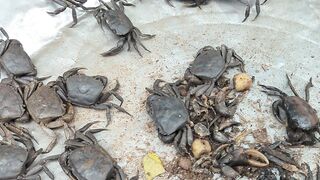 ក្ដានថ្ម