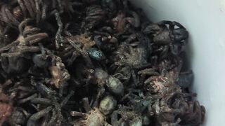 អាពីង