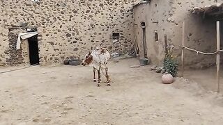 Peaceful Village Life 🌿🏡 | Beautiful Countryside Moments