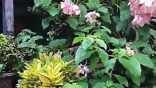 Nature’s Beauty in Full Bloom 🌸✨ | Beautiful Flowers #Shorts