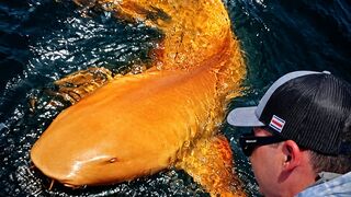 ORANGE Shark—And Its Eyes Were White! 🦈🟠