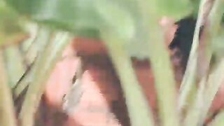 Vida na terra