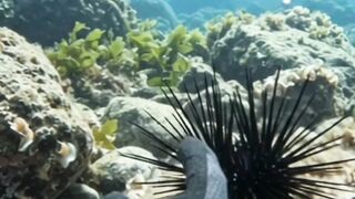 big fish 6