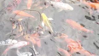 Gold fish 3