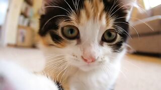 Mr cat