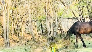 Peacocks 🦚are lovely birds ❤️🍃🥹
