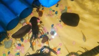 Crayfish farming