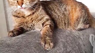 Я РЖАЛА ДО СЛЕЗ // Реакция кошки Маруси на это ????