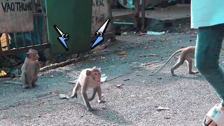 4K Quality Animal Footage - Monkeys Beautiful Scenes Episode 11 _ Viral Monkey